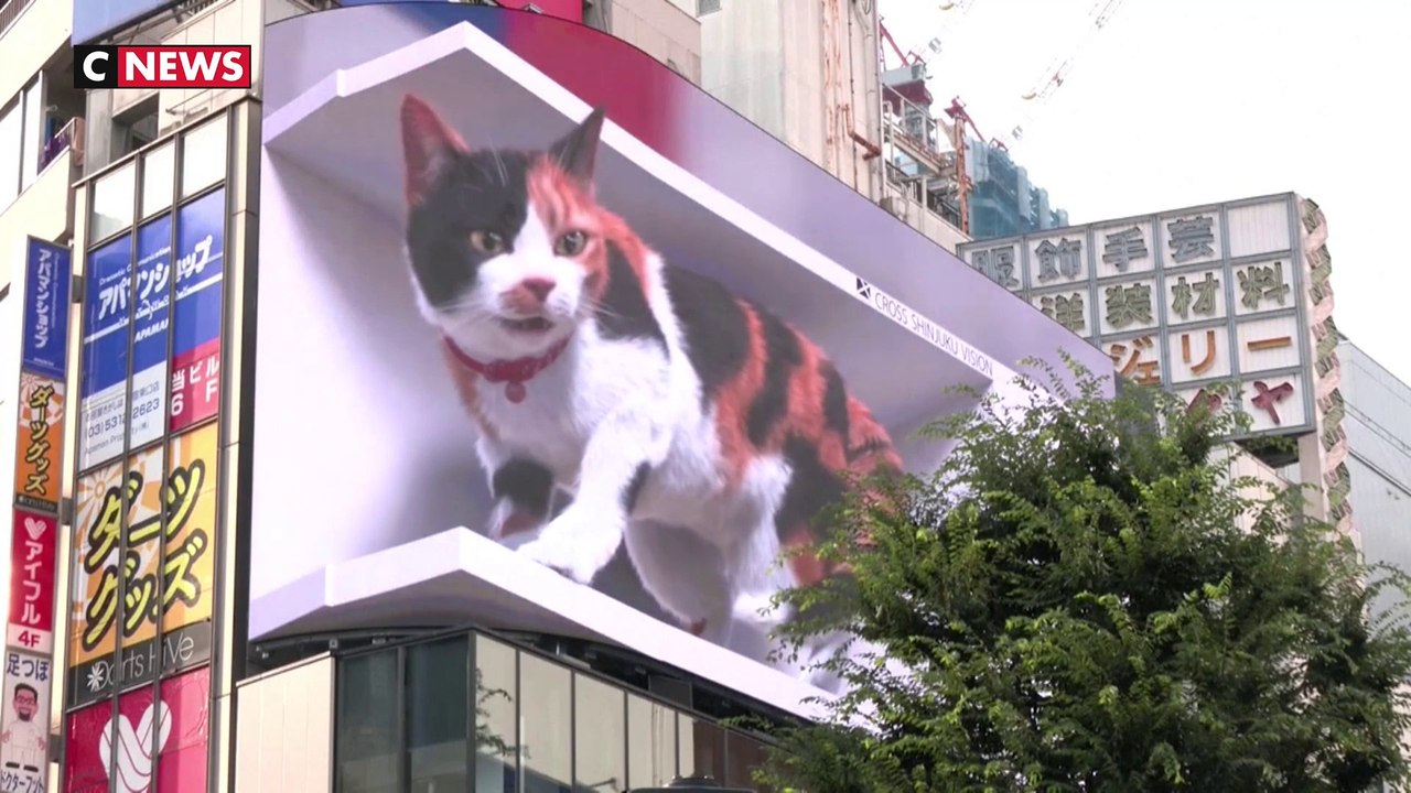 Tokyo : un chat en 3D affole les passants