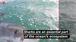 Incredible Video Captures Real-Life ‘Jaws’ Moment as a Great White Shark Bears Its Teeth at a Boat