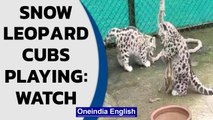 Snow leopard cubs playing at the Darjeeling Zoo| Watch the Video| Oneindia News