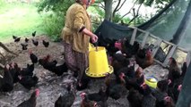 KOCAELİ - Yürütülen proje kapsamında üreticilere bu yıl 15 bin 'atak-s yarka tavuk' dağıtılacak