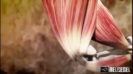 Sürünün gücü: Vahşi aslanlar