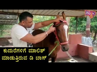 ಫಾರ್ಮ್ ಹೌಸ್‍ನಲ್ಲಿ ಕುದುರೆಗಳಿಗೆ ದಚ್ಚು ಮಾಲಿಶ್..! Challlenging Star Darshan Massaging Horses