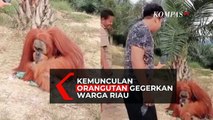 Orangutan Muncul Di Objek Wisata Selancang Gegerkan Warga