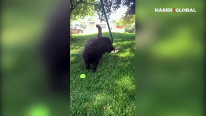 Kelebeklerin büyüsüne kapılıp her şeyi unutan sevimli köpek kamerada