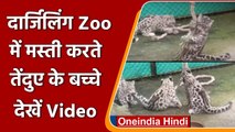 West Bengal: Darjeeling Zoo में तेंदुए के बच्चों का मस्ती करते Video Viral | वनइंडिया हिंदी