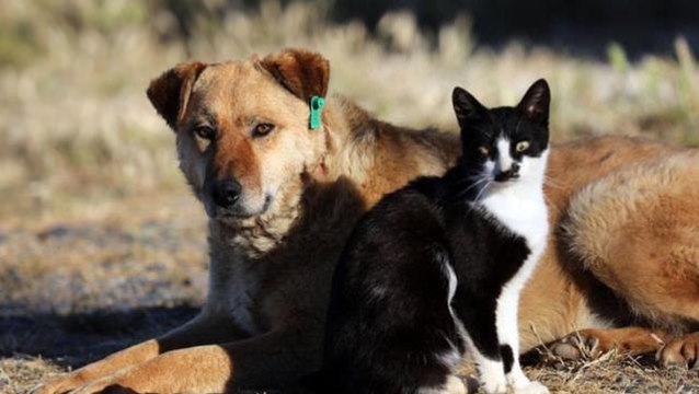 Son Dakika: Hayvanların korunmasına ilişkin kanun teklifi TBMM komisyonunda kabul edildi