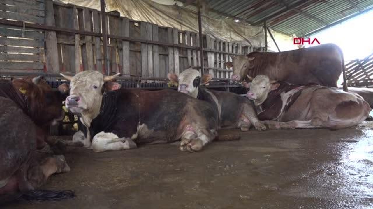 İSTANBUL-Tuzla'da kurbanlık satış ve kesim noktalarına denetim yapıldı