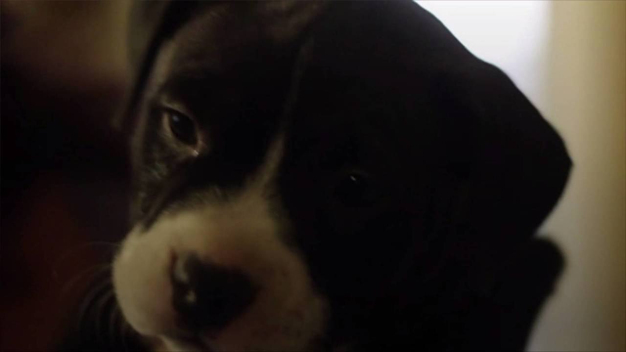 When Do Dogs Actually Stop Growing?