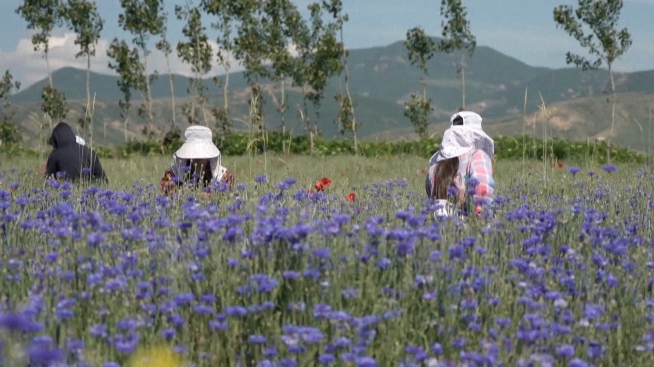 Heilkräuter-Boom in Albanien