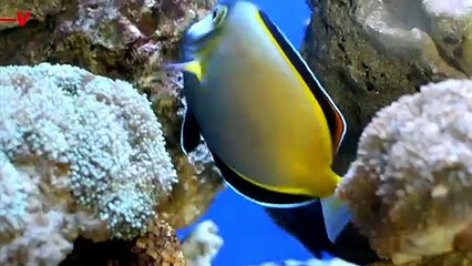 Wild Fish Are Getting Addicted to Drugs