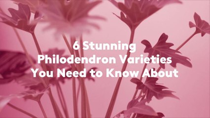 6 Stunning Philodendron Varieties You Need to Know About