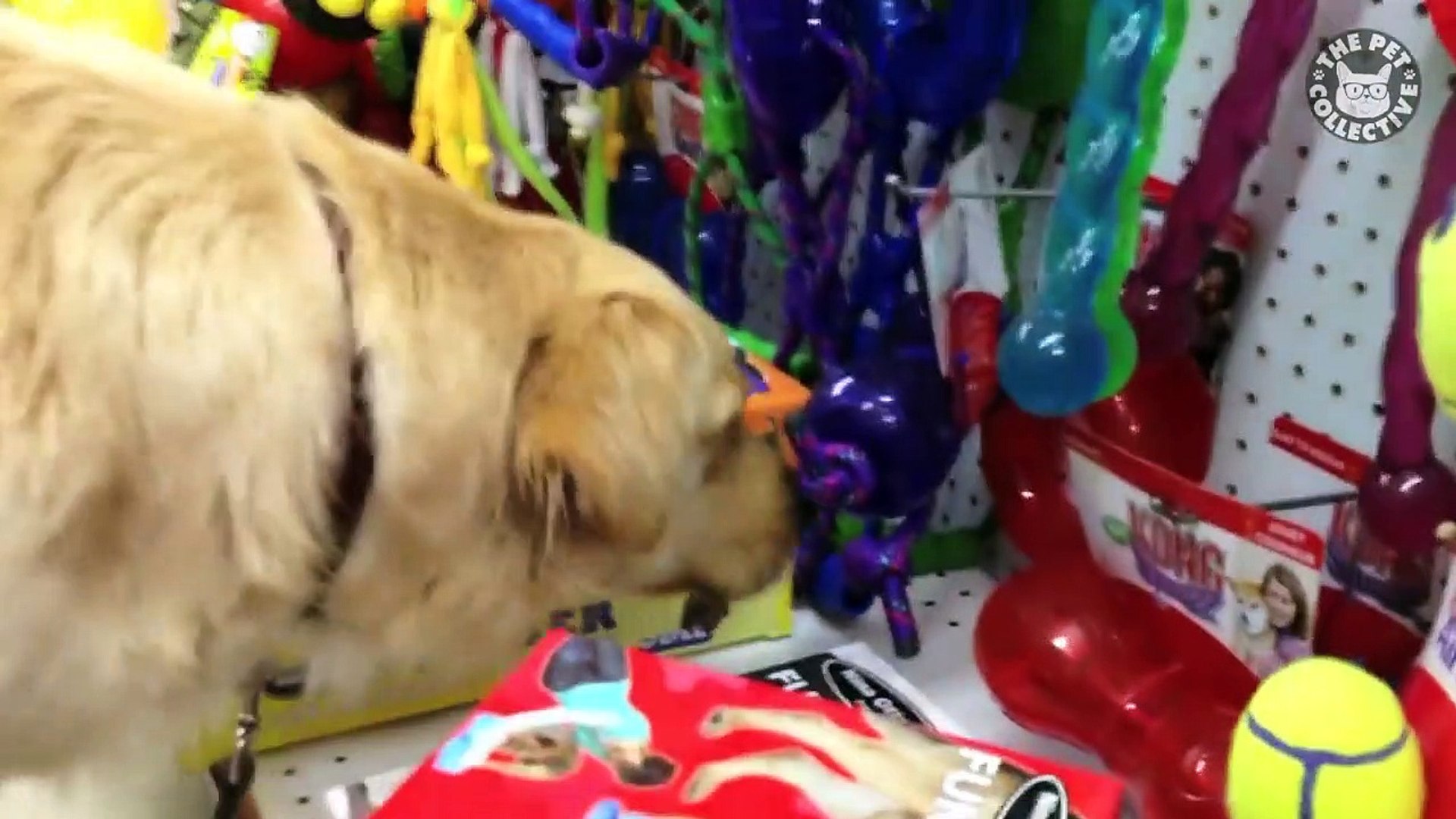 ⁣Funniest Confused Pets Compilation 2020 | Funny Pet Videos