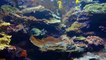 Amazing Underwater Marine Life Documentary | Ocean Life And Nature Documentary | Marine Life