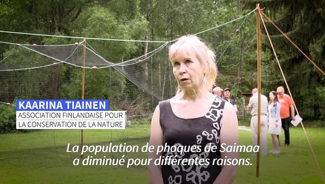 En Finlande, le combat pour sauver les phoques les plus menacés au monde