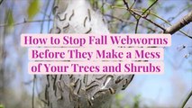 How to Stop Fall Webworms Before They Make a Mess of Your Trees and Shrubs