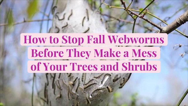 How to Stop Fall Webworms Before They Make a Mess of Your Trees and Shrubs