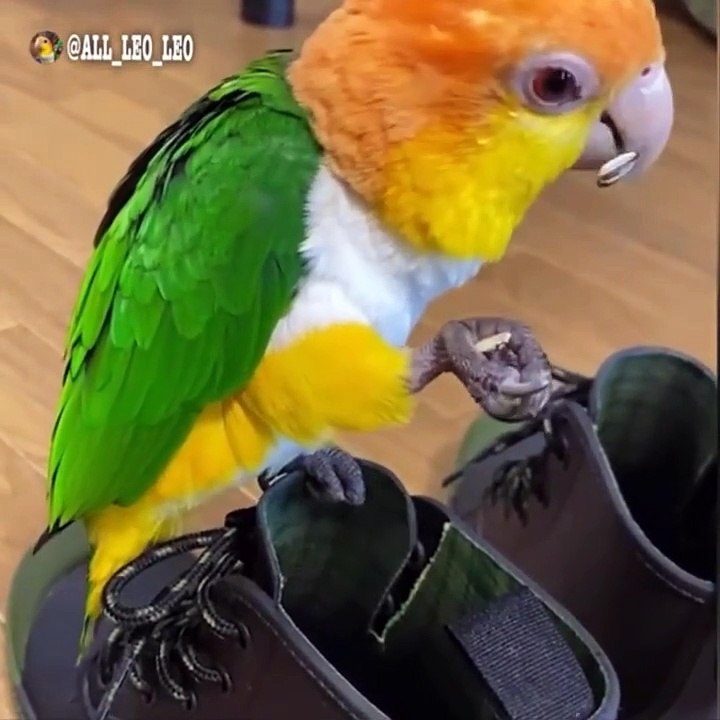 Funny Parrots Videos Compilation Cute Moment Of The Animals - Cutest Parrots #55 - Compilation 2021