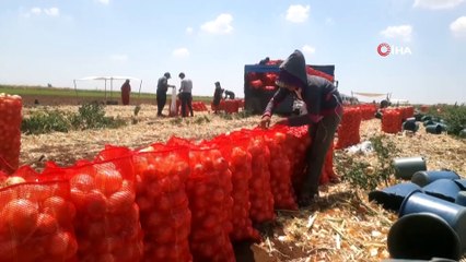 Soğan bu yıl Şanlıurfa’da çiftçiyi üzdü