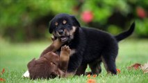 Cute puppies are playing