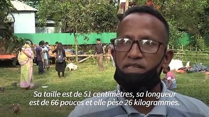 Au Bangladesh, une vache naine fait un effet bœuf