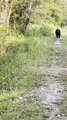 Biker Encounters Black Bear on Trail