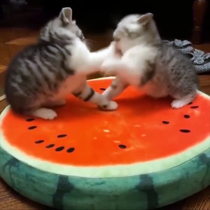 Cutest Baby Dog And Cat - Cute And Funny Dog Videos Compilation #19