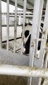 Cute Cow Has Fun with Sliding Door