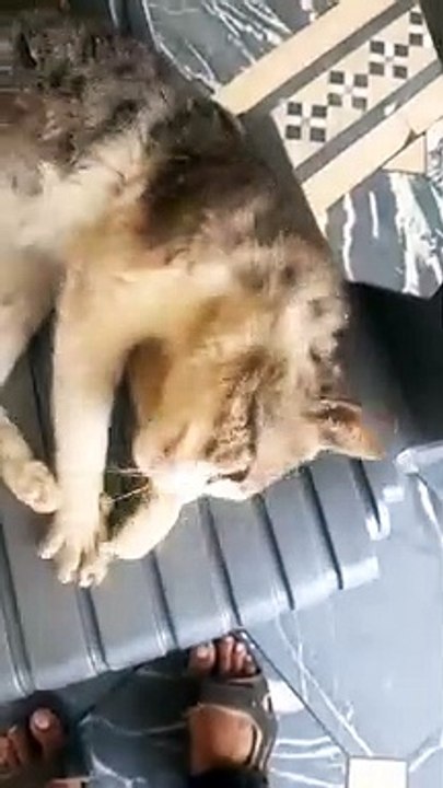 Spoiled cat with owner