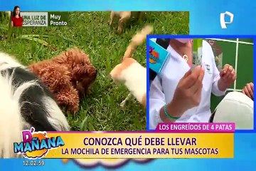 D'Mañana: sepa cómo preparar una mochila de emergencias para mascotas