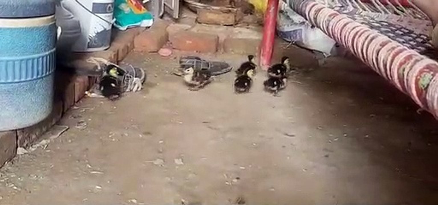 Little duck in pakistan
