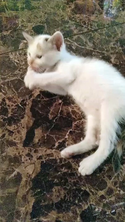 Cute cat learns to take care of himself