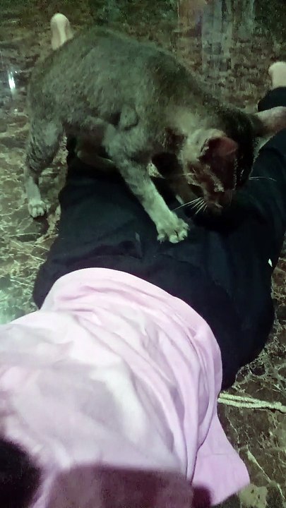 The memory of the beloved cat, has died