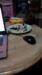 The reaction of the cat stealing the fish