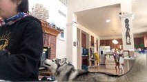 Dog Howls And Barks For Owner's Attention While He Plays Piano