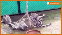 Snow leopard cubs unwind at eastern India zoo