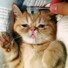 Diş fırçasıyla kedi sevmek