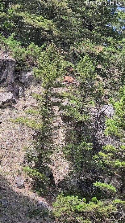 Hungry Bear Sends Rocks Tumbling Down Mountain