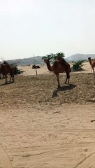 ini namanya unta guys dari arab