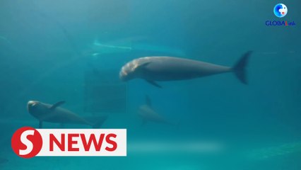 A visit to the "smiling angel" in the Yangtze River