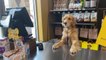 Dog Stands Behind Sales Counter at Pet Store Pretending to be Store Clerk