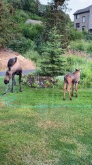 Mama Moose and Her Calf Cool Off Under Sprinkler