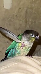 Clever Bird Uses Feather to Scratch His Face