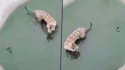 Viral Video : Duck Plays Hide And Seek With Tiger | Oneindia Telugu