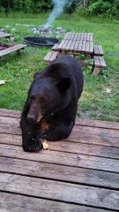 Injured Bear Drops By to Visit His Human Friend