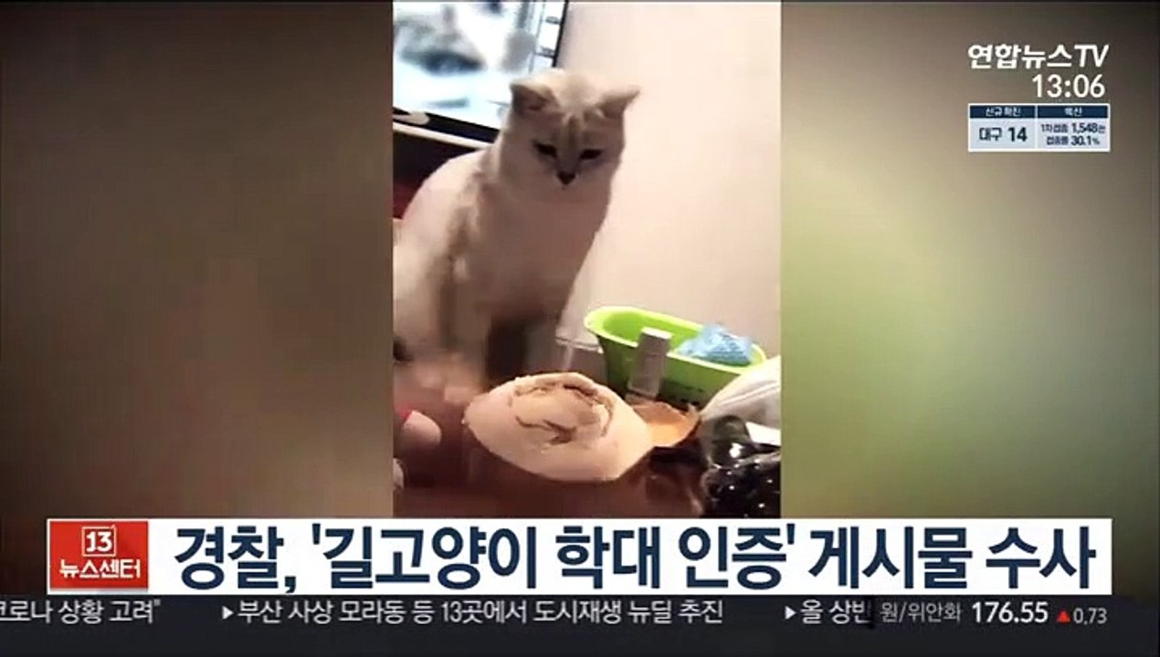 경찰, '길고양이 학대 인증' 게시물 수사