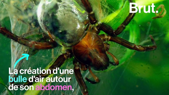 Ces 3 araignées sont étonnantes