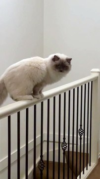Silly Cat Balances on Stair Railing