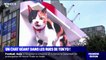 Un chat géant en 3D sur un panneau publicitaire fait sensation dans les rues de Tokyo