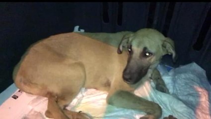 Trafik kazasında yaralanan köpek, gece yarısı tedavi için İstanbul'a götürüldü