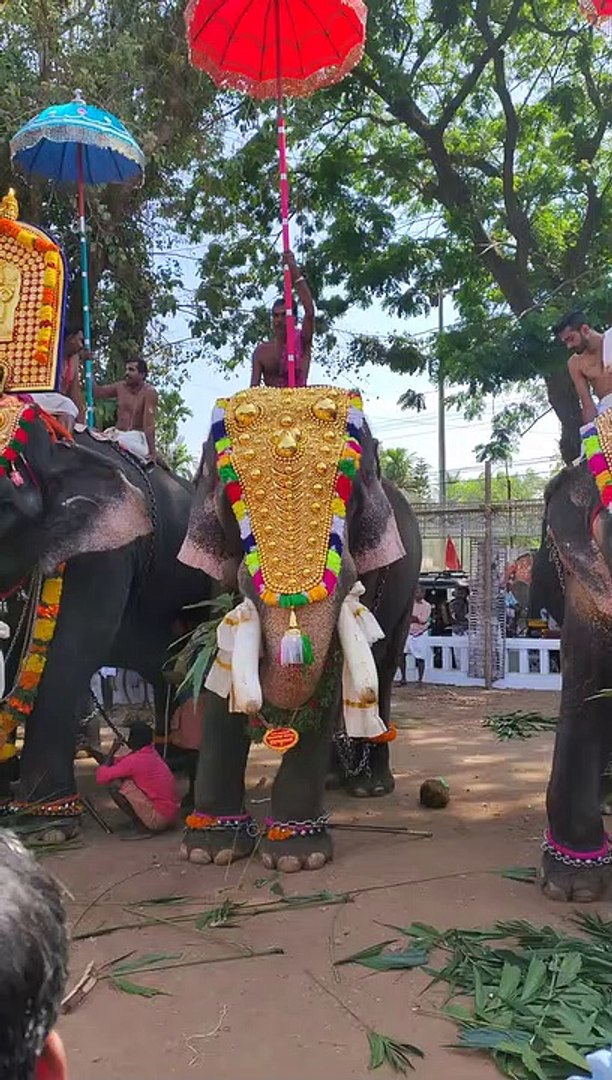 ⁣Kerala Elephants videos